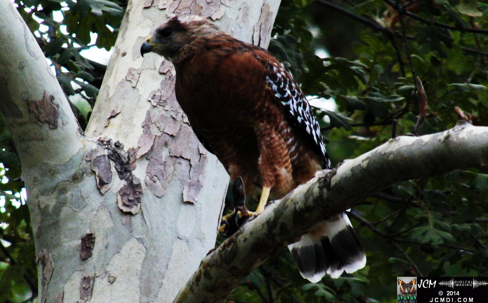 Still image of Red-Shouldered Hawk eating an Alligator Lizard � from the YouTube video